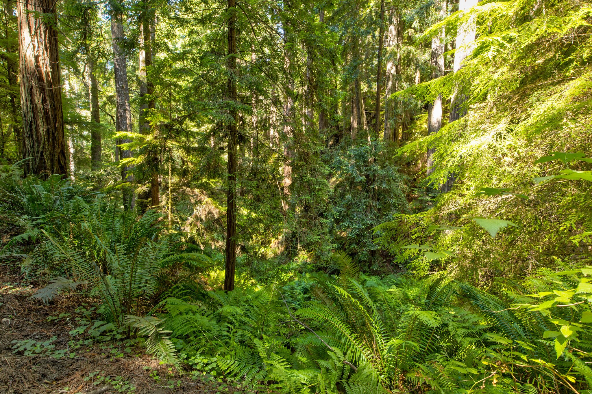 33170 Frog Pond rd, Little River, CA for Sale