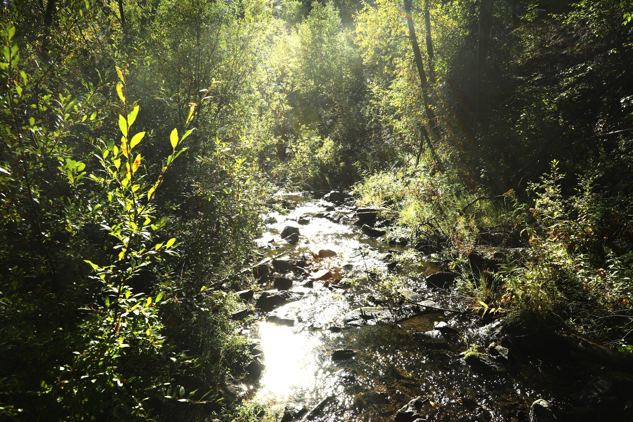 TBD Cutting Mine Road, Lead, SD for Sale