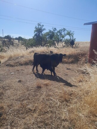 Arbuckle, CA Agricultural Land - 104 Wyer Rd