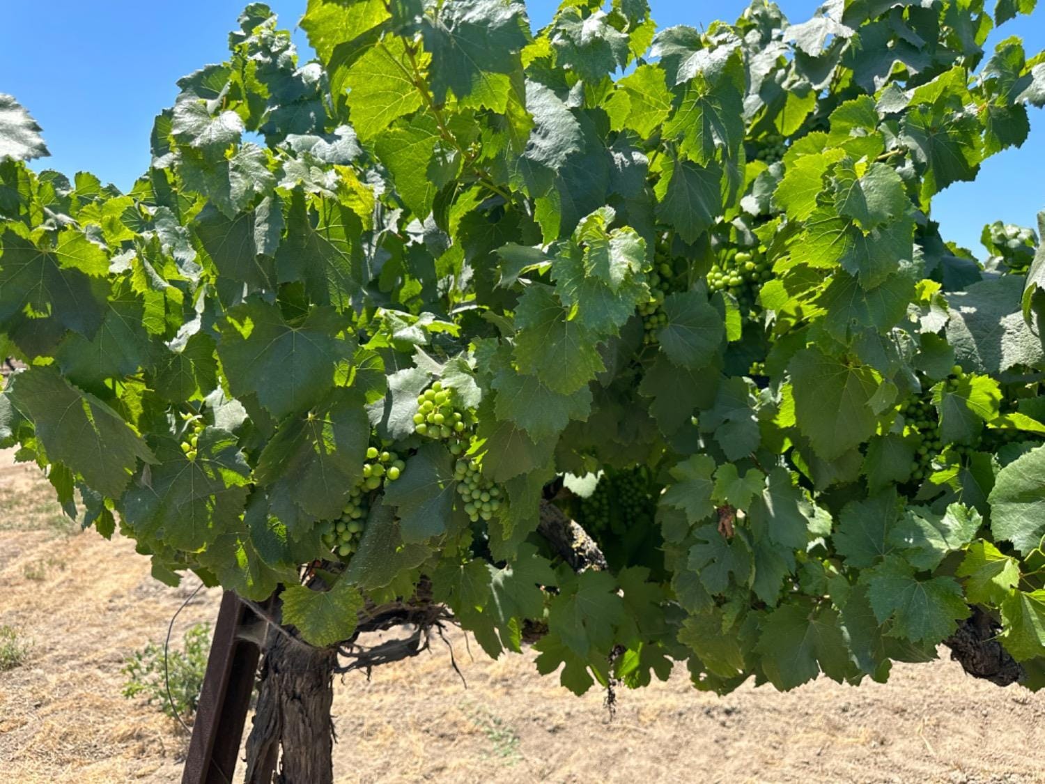 13884 Locust Tree Lodi, CA 95240 Land Property for Sale on