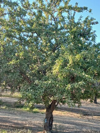 Arbuckle, CA Agricultural - 6679 Boles Road