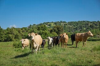 Badger, CA Agricultural Land - Dry Creek Drive