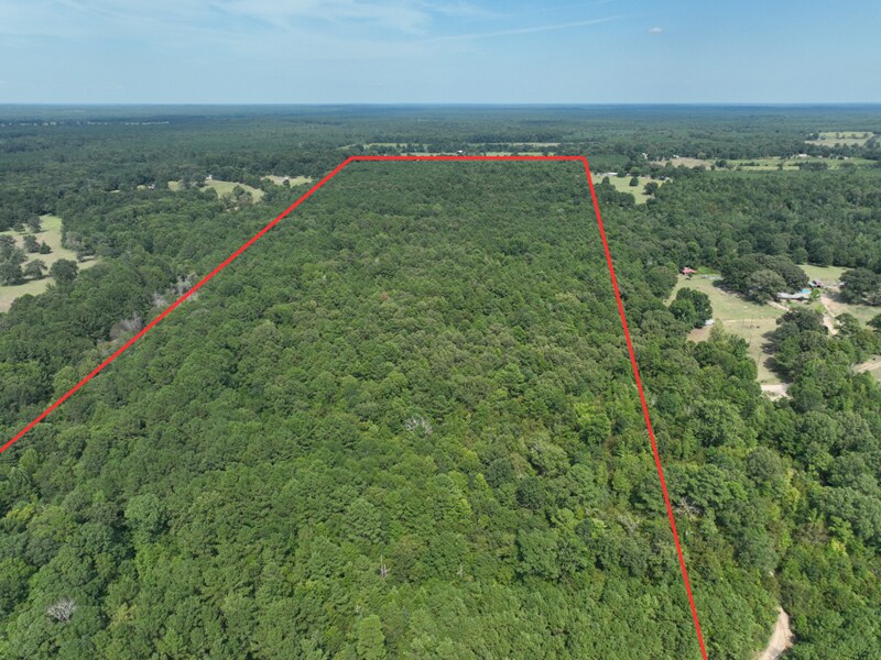 TBD CR 1784 ± 49.11, Jefferson, TX for Sale