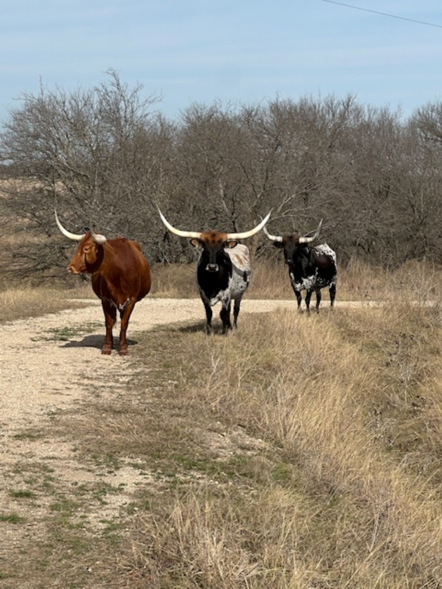 363 County Road 4403, Grandview, TX for Sale