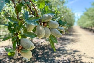 San Joaquin, CA Agricultural - 20375 W Manning Ave