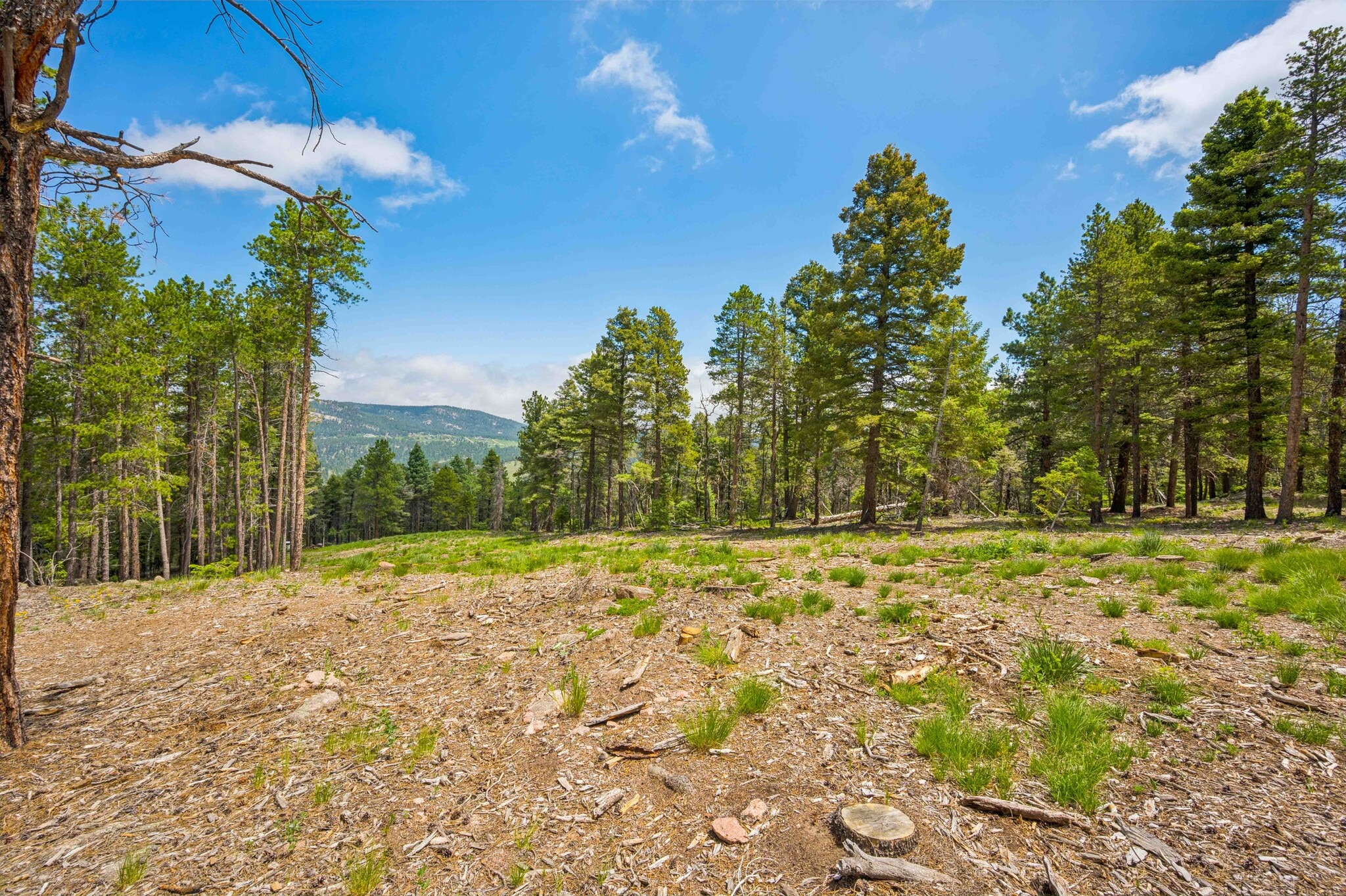 12350 Powhatan Tr, Conifer, CO for Sale
