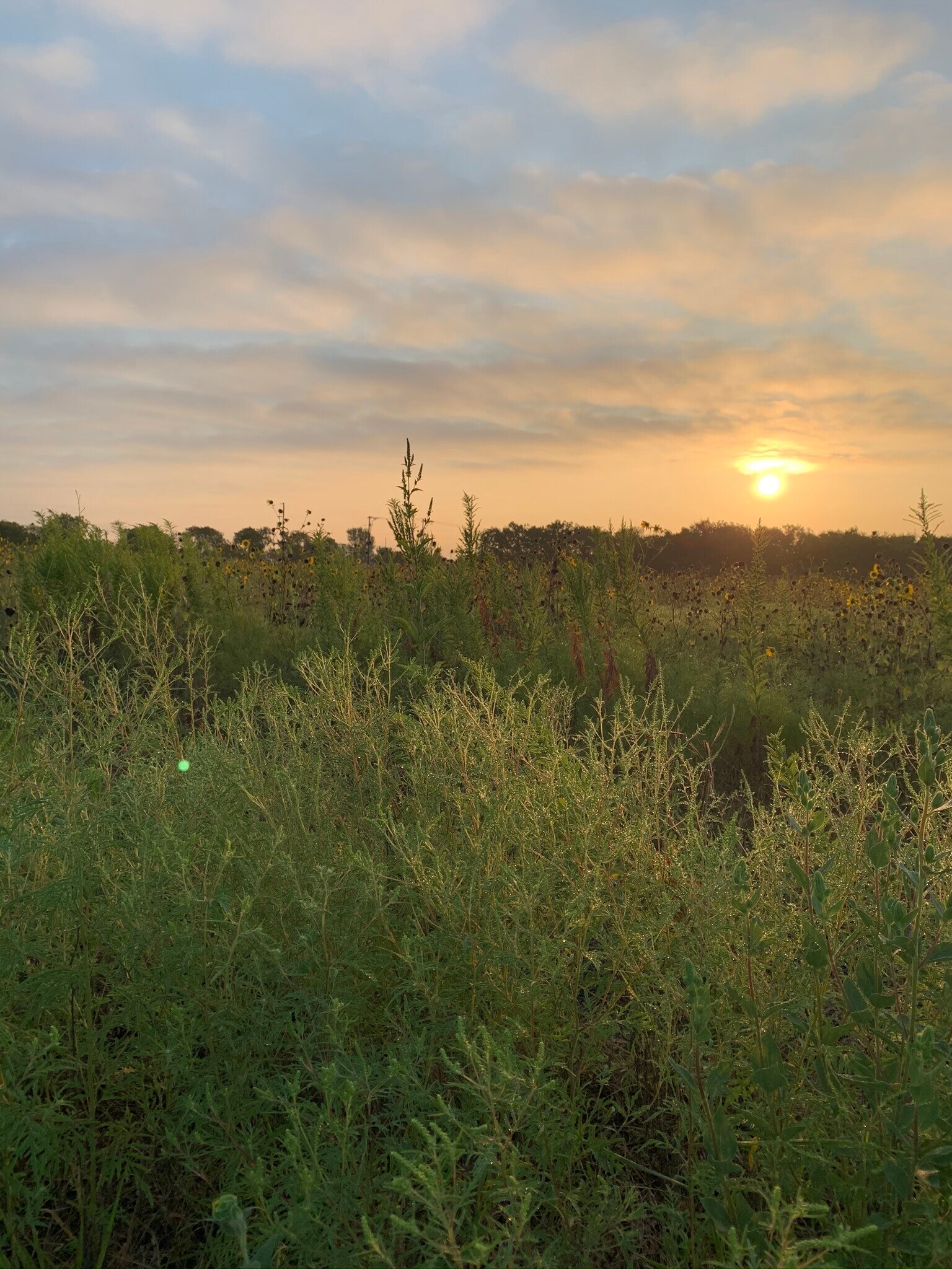 CR4110 CR 4110, Blooming Grove, TX for Sale