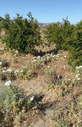 Palmdale, CA Commercial Land - 13465 Avenue R Palmdale, CA Commercial Land - 13465 Avenue R