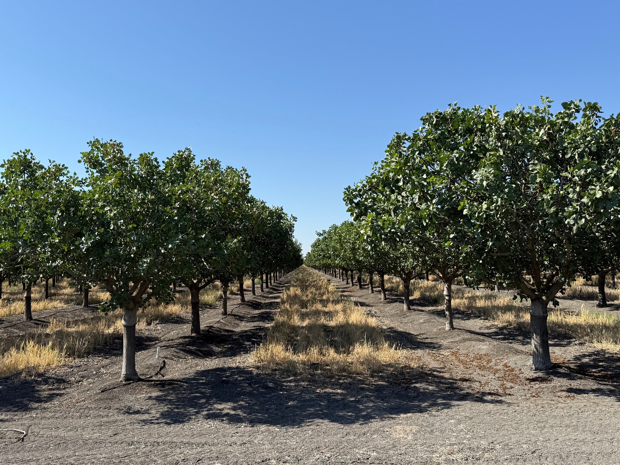 W South ave, Tranquillity, CA for Sale