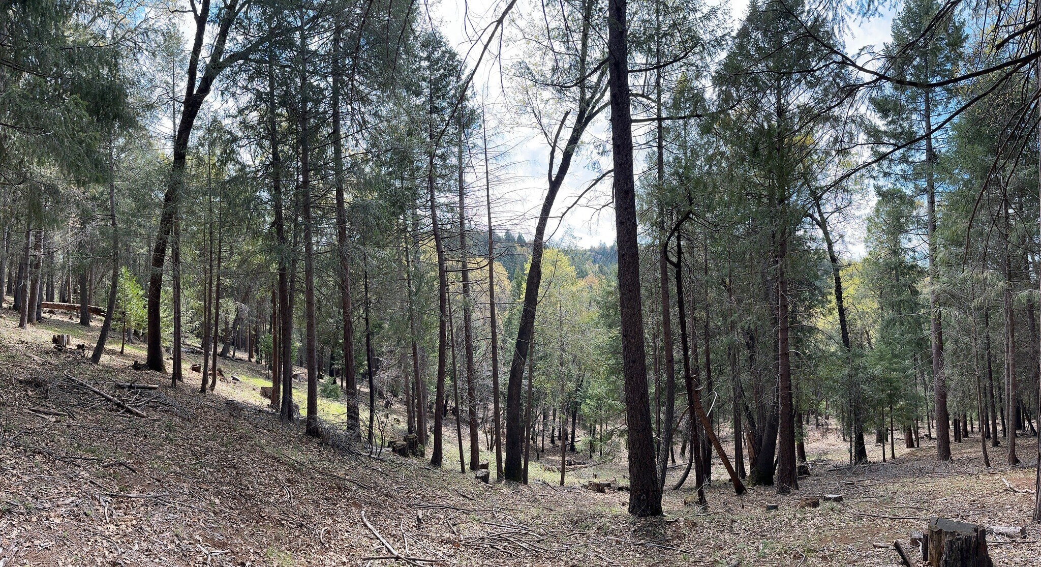 12755 Red Dog Road, Nevada City, CA for Sale