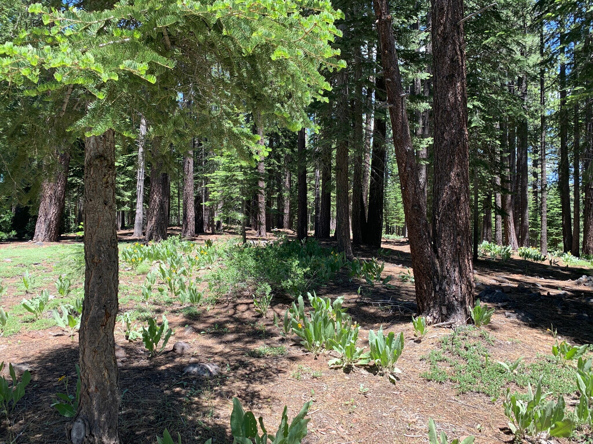 13485 Cristallina Way, Truckee, CA for Sale