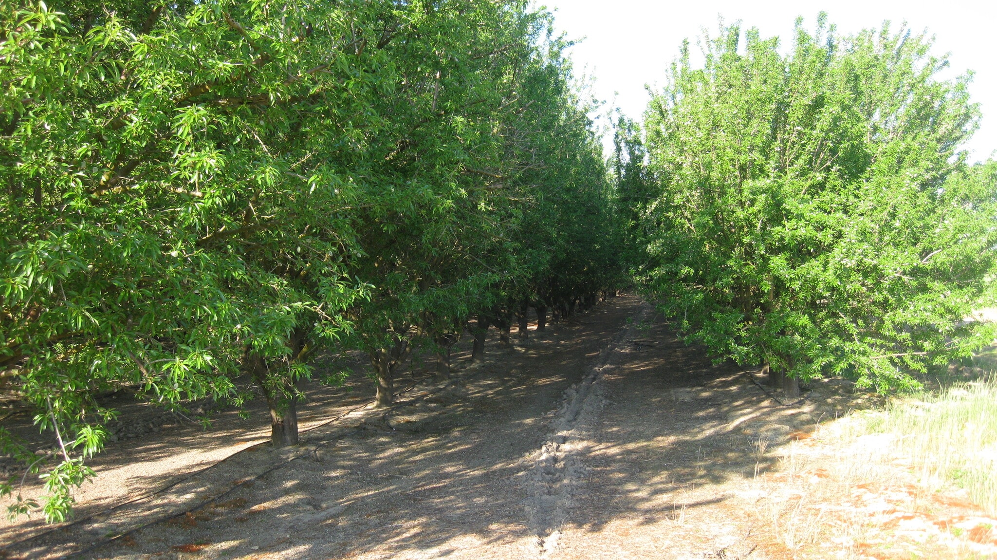 15270 S McCall Ave, Kingsburg, CA for Sale