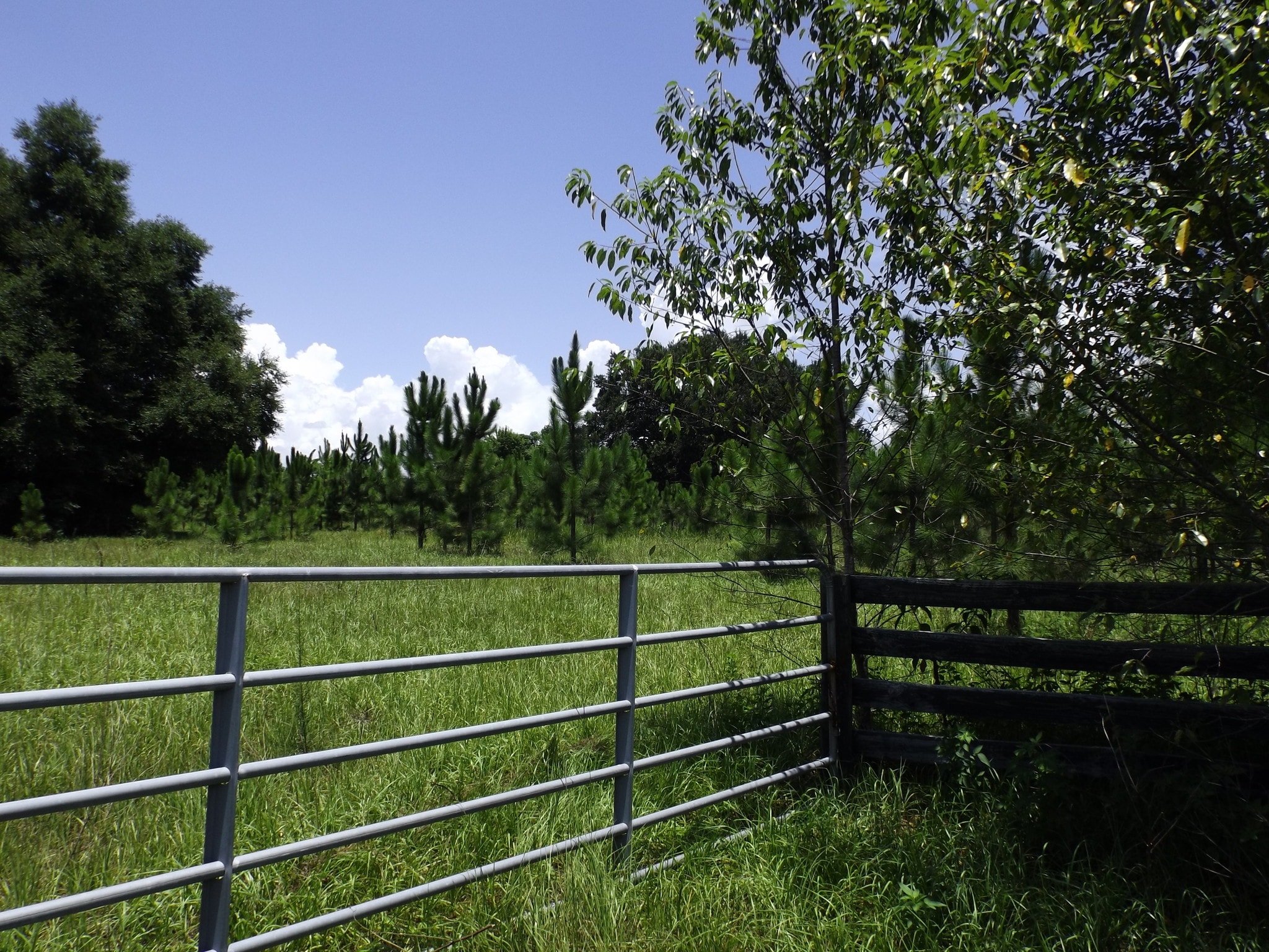 Myrtle Lake Ave, Fruitland Park, FL for Sale