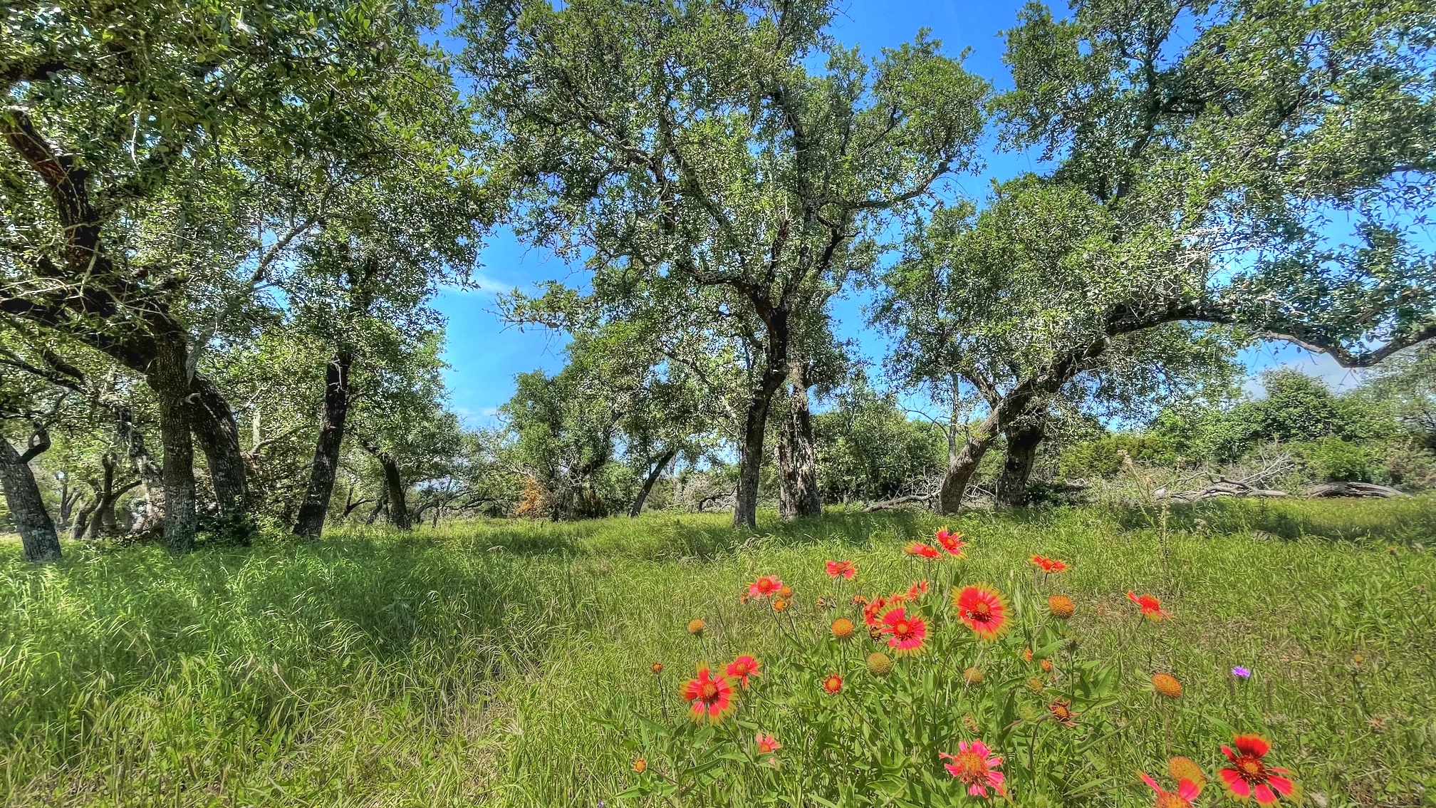 County Road 253, Bertram, TX for Sale