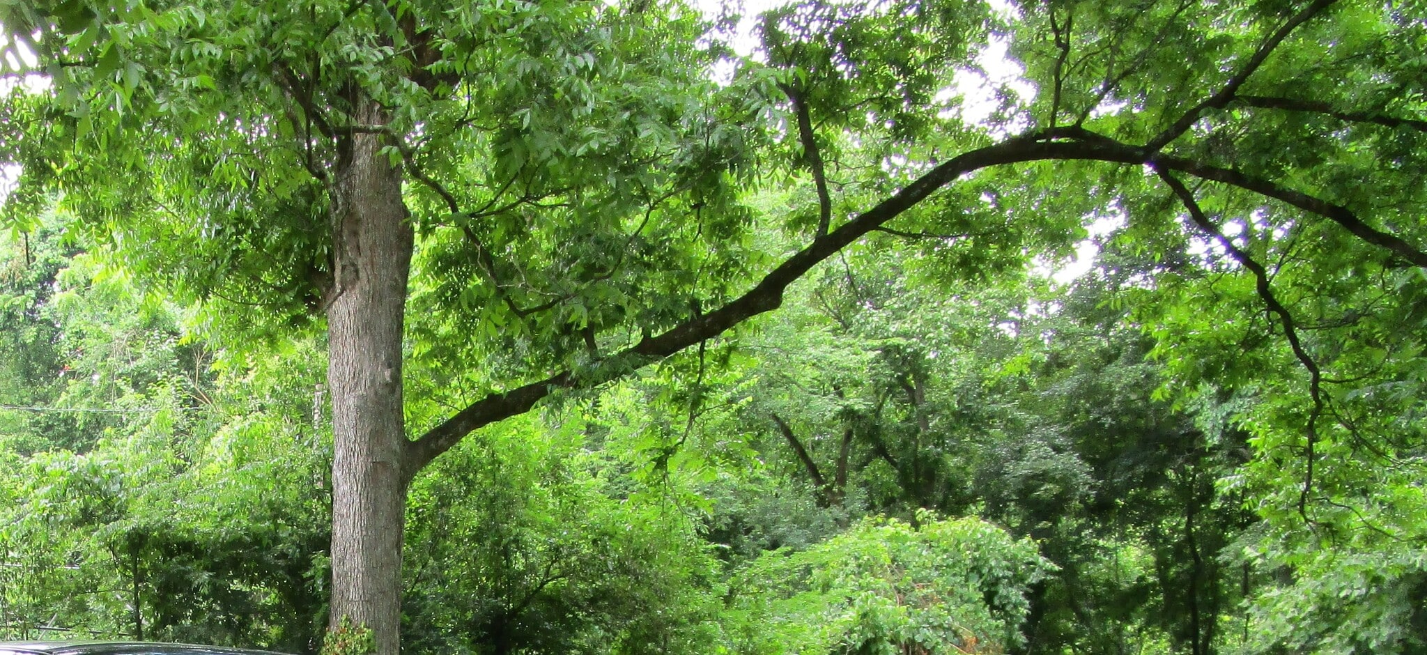 117 Hunt St, Durham, NC for Rent