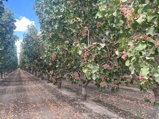 Hanford, CA Agricultural Land - +/-154 Acre Pistachio Orchard - Idaho ave