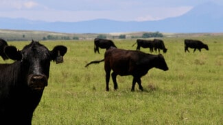 Model, CO Agricultural - 48999 County Road 48