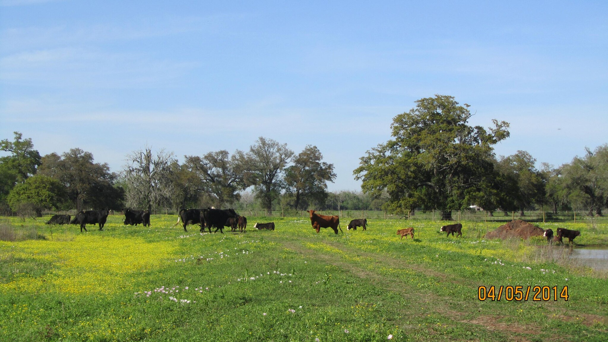 , Rosharon, TX for Sale