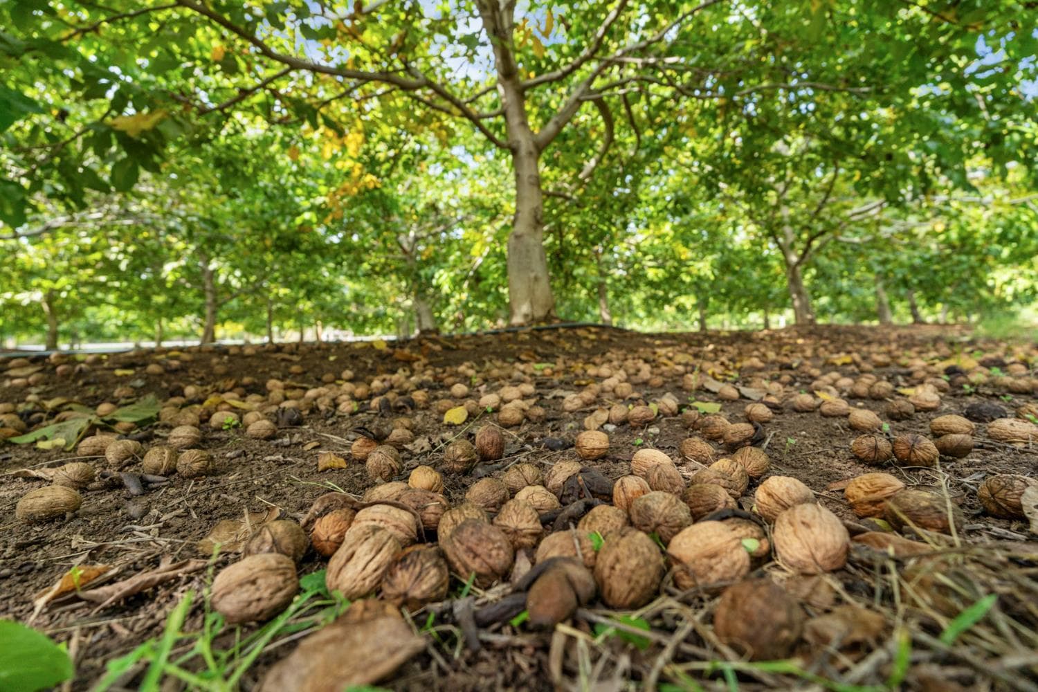 7306 Van Allen Rd, Stockton, CA for Sale