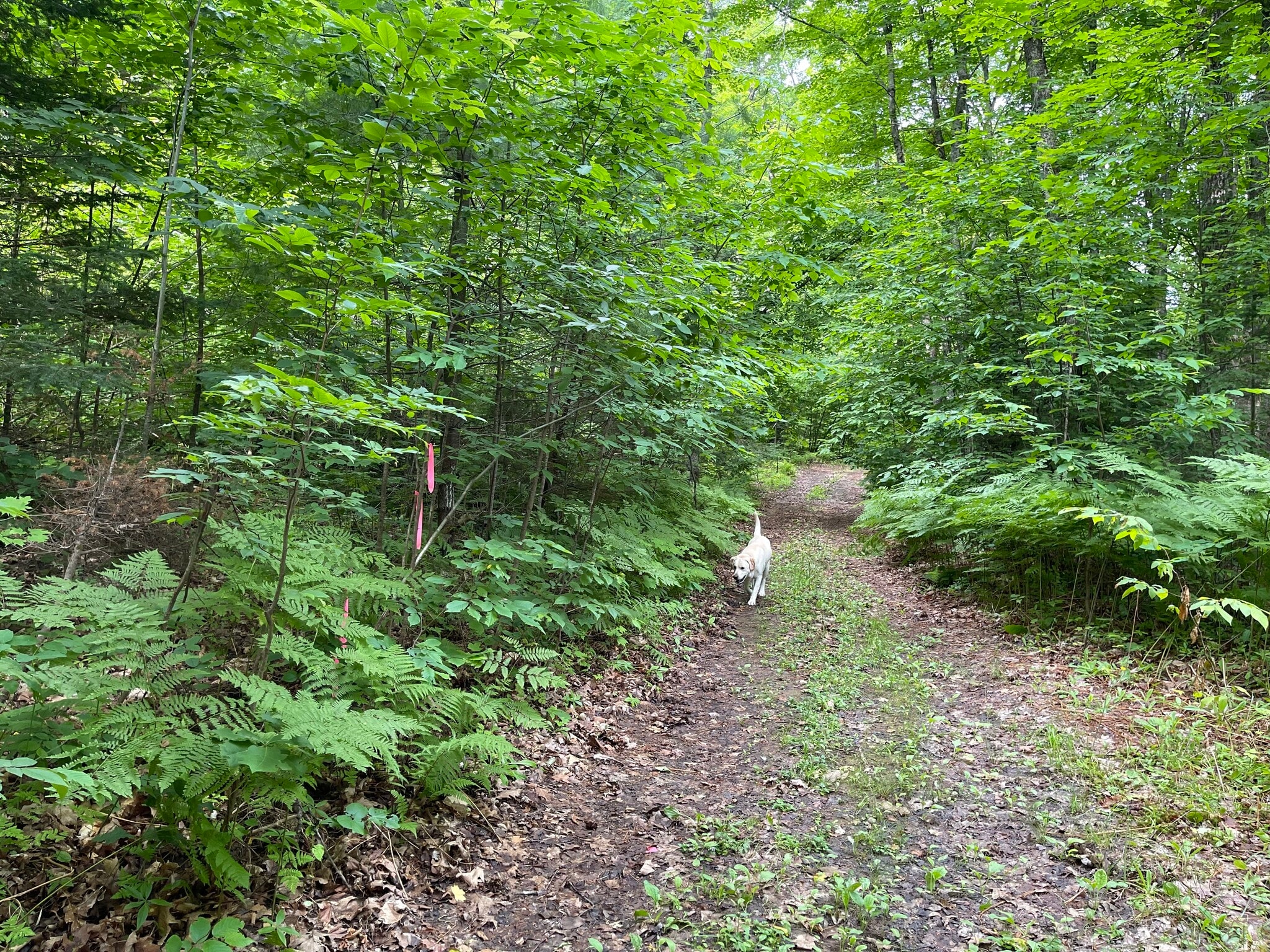 TBD off Cooper Lake Road, Ishpeming, MI for Sale
