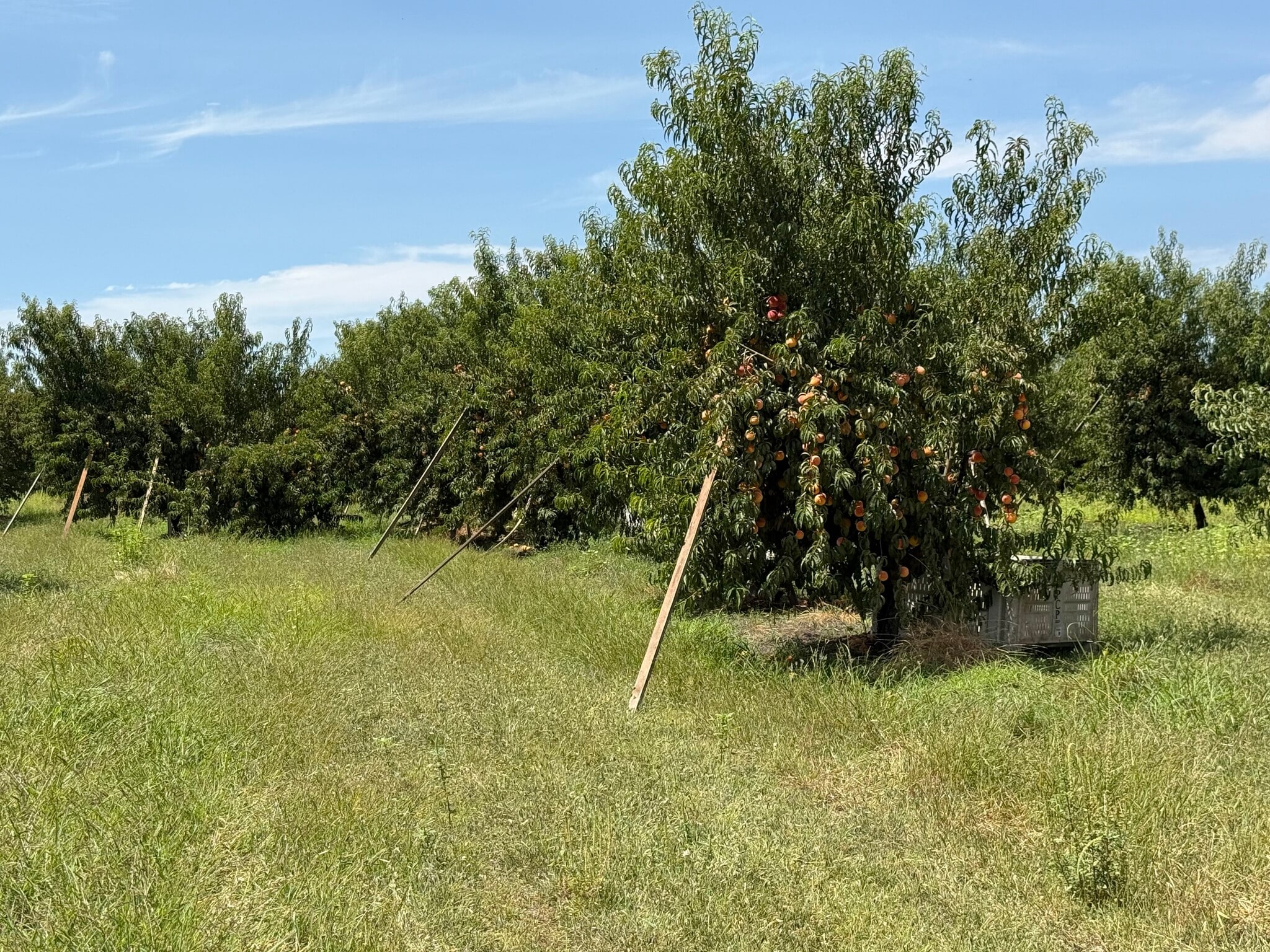 349 Fairland Avenue, Modesto, CA for Sale