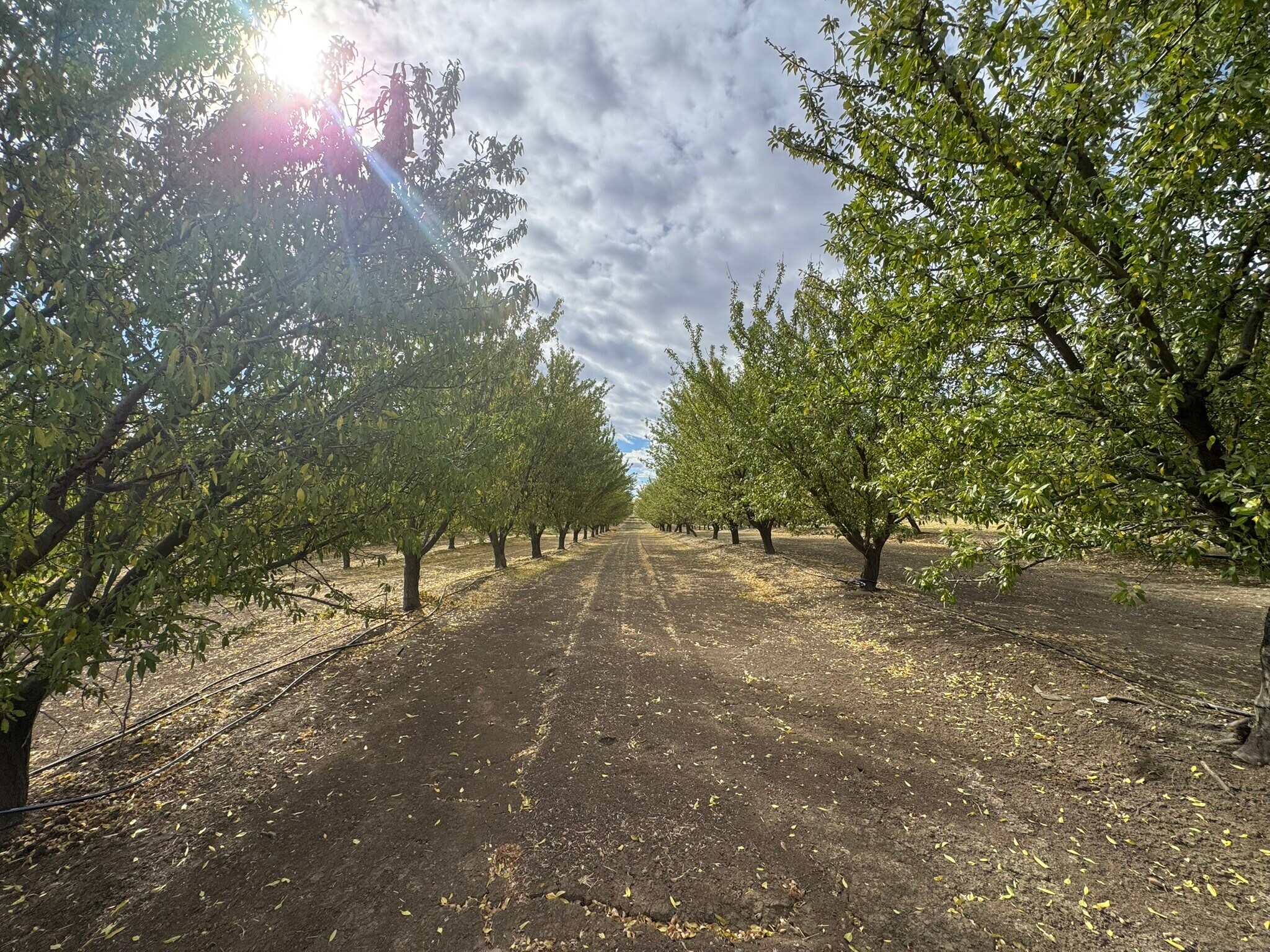 28815 County Road 12A, Esparto, CA for Sale