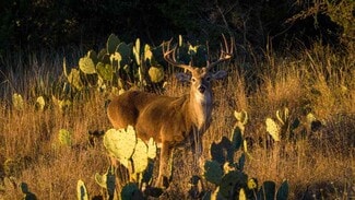 Mason, TX Residential - 917 Bear Springs rd Mason, TX Residential - 917 Bear Springs rd