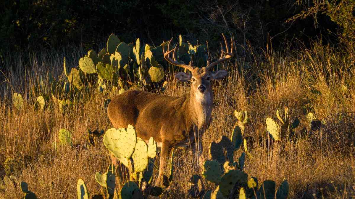 917 Bear Springs rd, Mason, TX for Sale