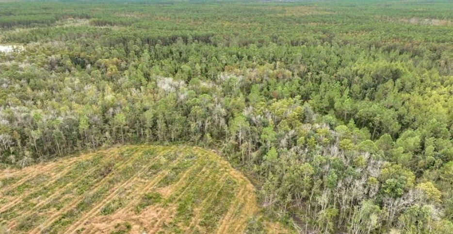 County Road 133, Willacoochee, GA for Sale