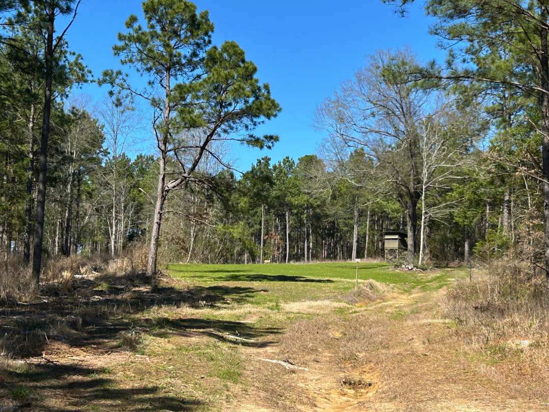 TBD CR 1453 325ac Linden Texas 75563, Linden, TX for Sale