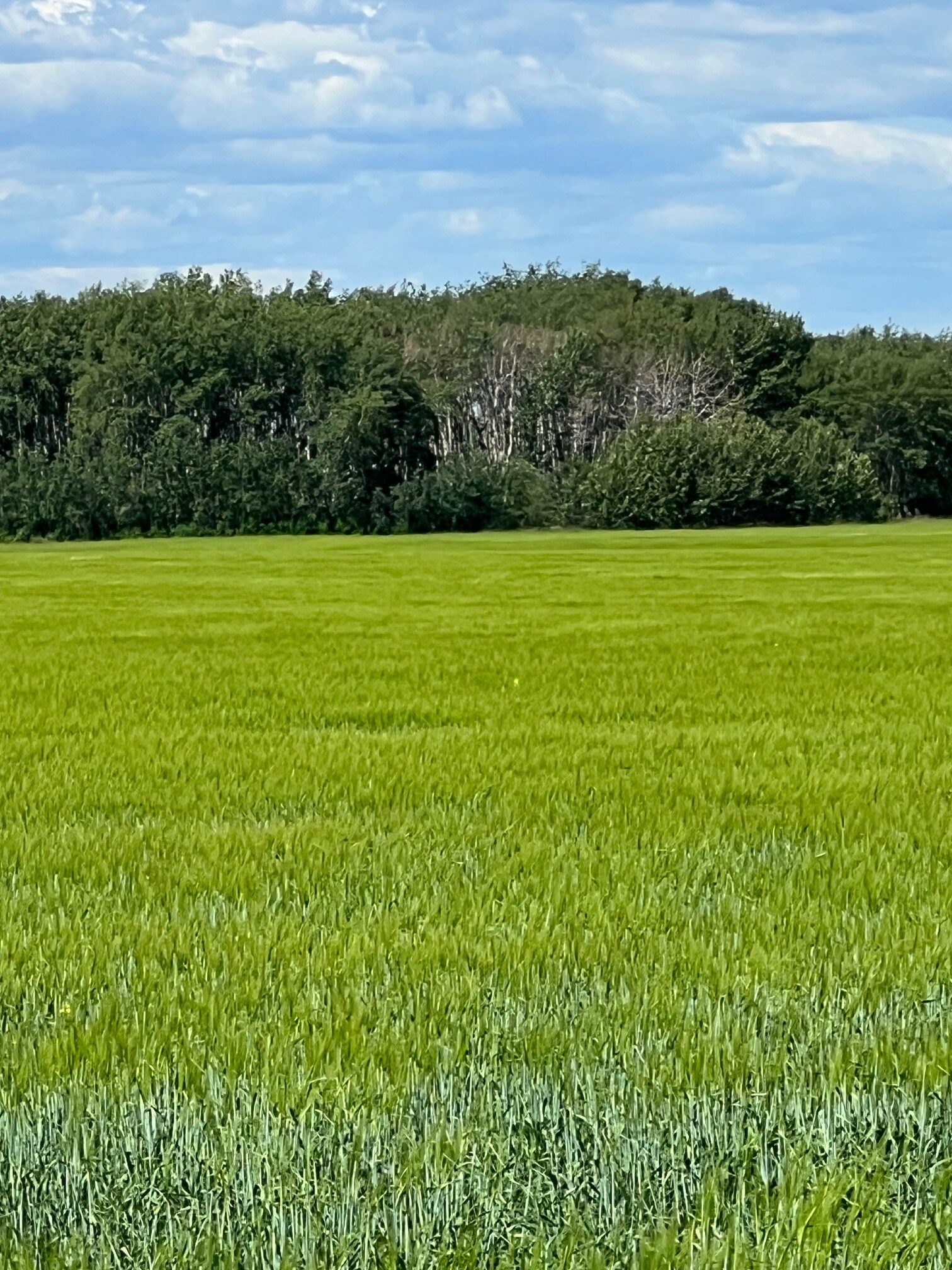 NE-17-72-6-W6, Grande Prairie, AB for Sale
