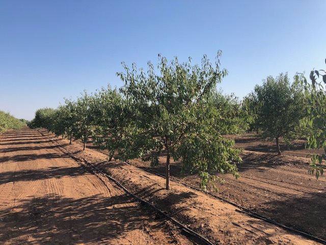 86.5 +- ac Organic Almonds Shaw Avenue Clovis Ca, Clovis, CA for Sale