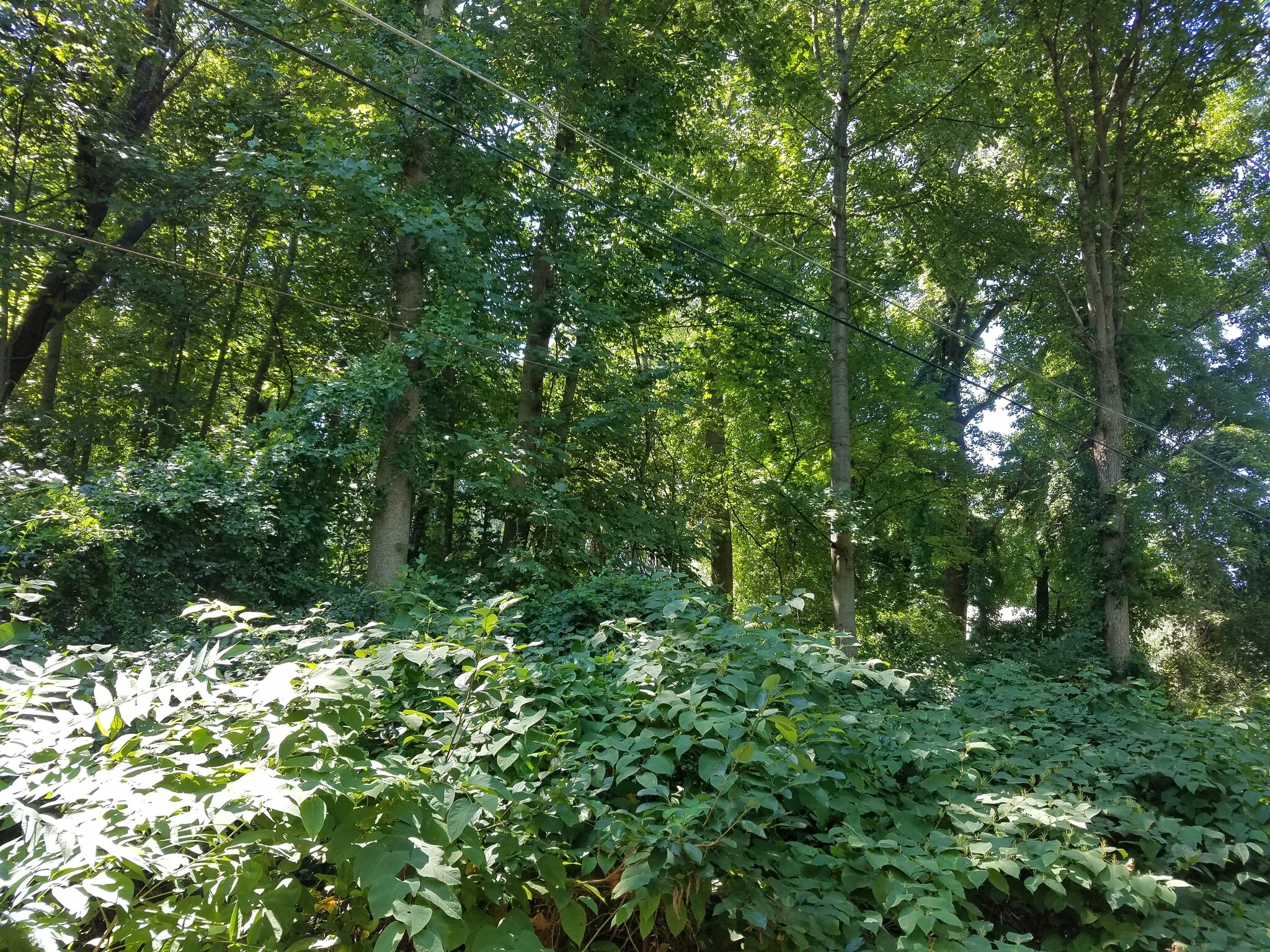 Old Palmer Road Rd, Fort Washington, MD for Sale