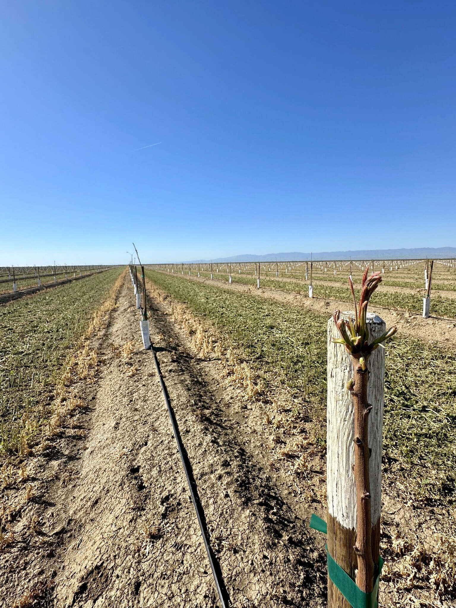 W Floral Ave S Amador Road San Joaquin, CA 93608 Land Property for