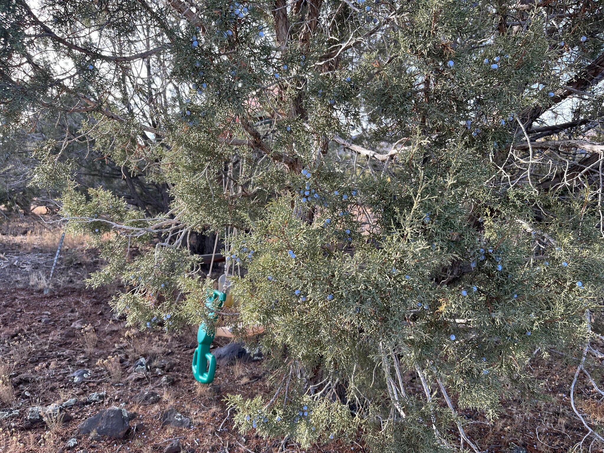 17411 Ranch Rd, Williams, AZ for Sale