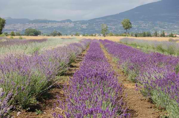 1643 Cuyama Hwy, Maricopa, CA for Sale