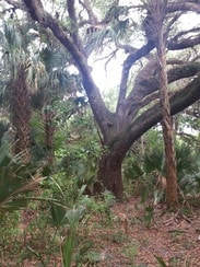 Alva, FL Agricultural Land - 23600 Palm Beach Blvd