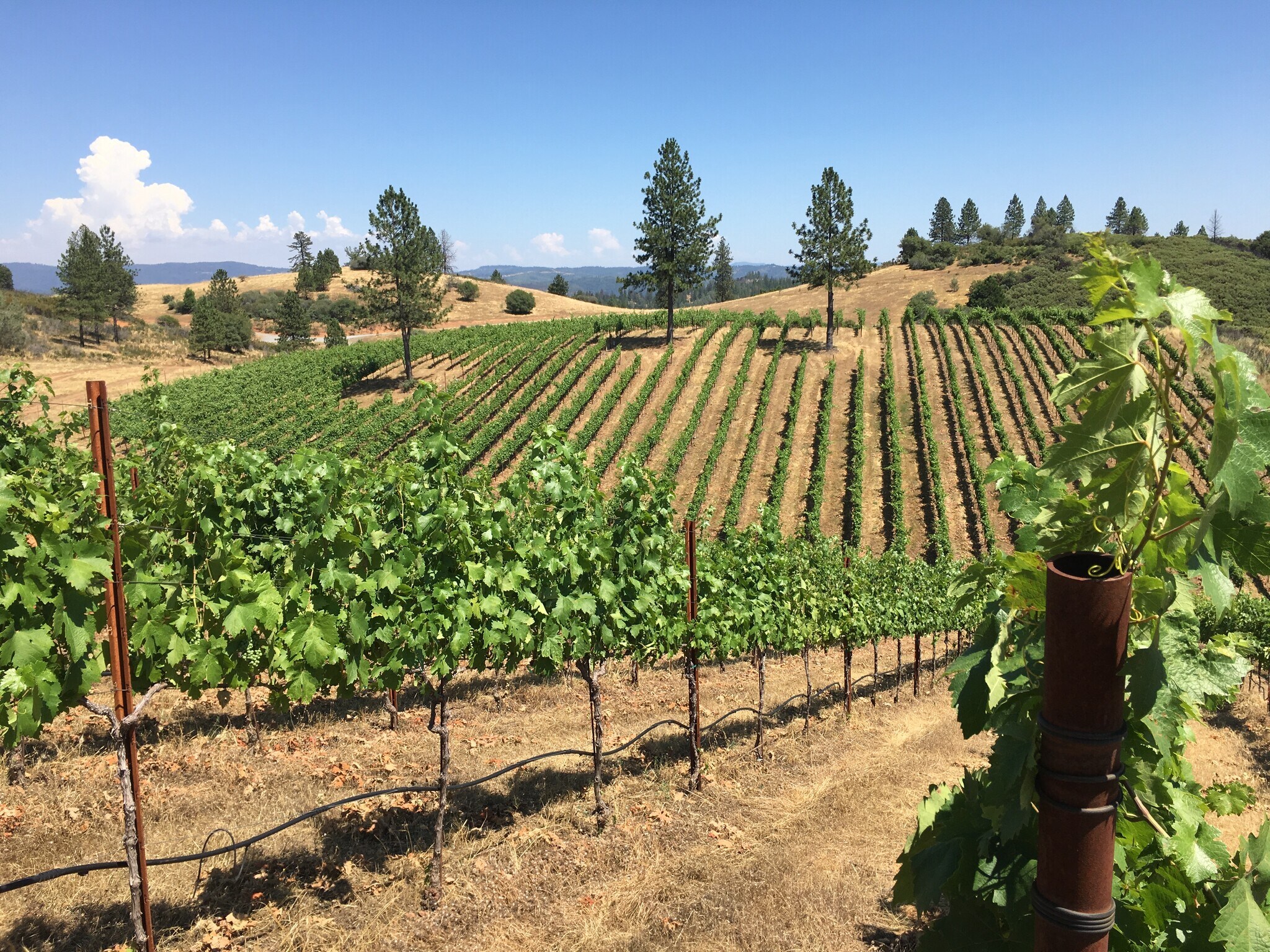 7005 Mountain Ranch Rd, Mountain Ranch, CA for Sale