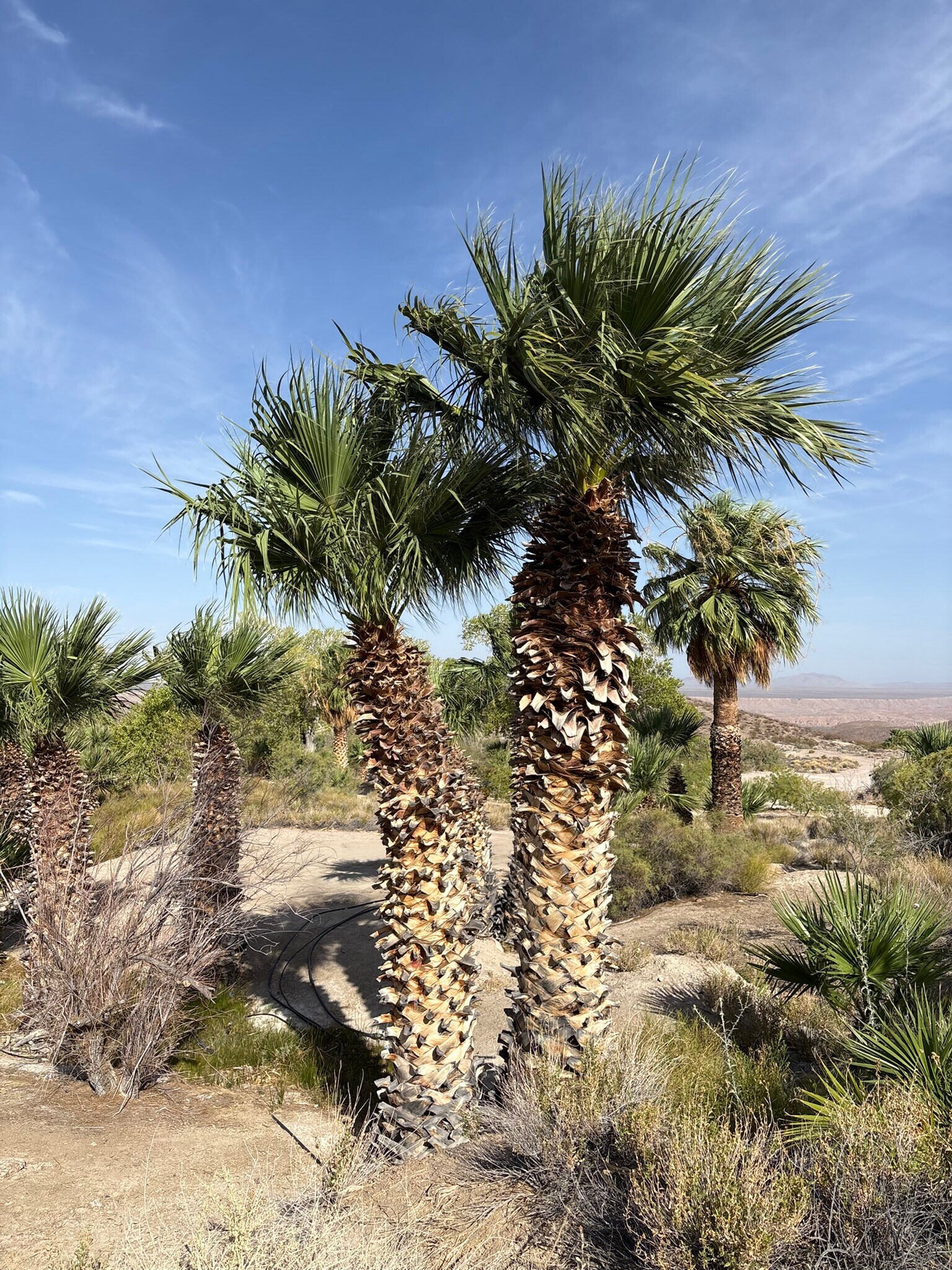 160 +/- Acres Juanita Springs Ranch, Bunkerville, NV for Sale