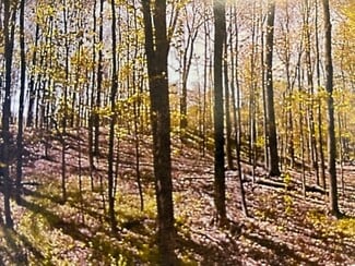 Hyde Park, NY Commercial Land - 120 Forest Dr Hyde Park, NY Commercial Land - 120 Forest Dr