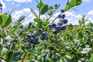 Zolfo Springs, FL Agricultural - 3674 FL-64