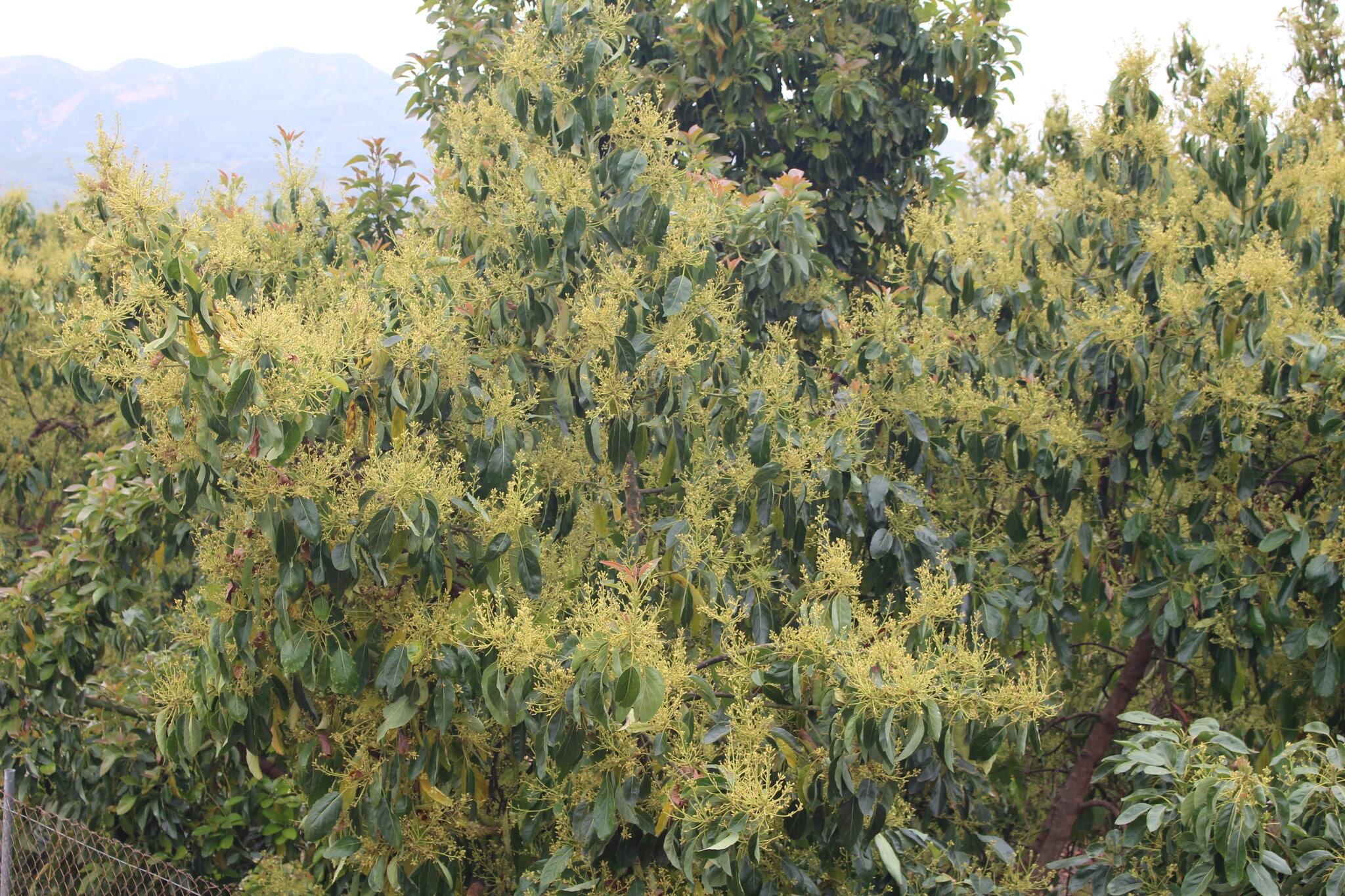 0 Camulos St, Piru, CA for Sale