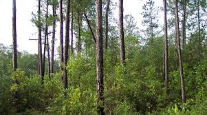 Falcon Pky I-985 Hwy  