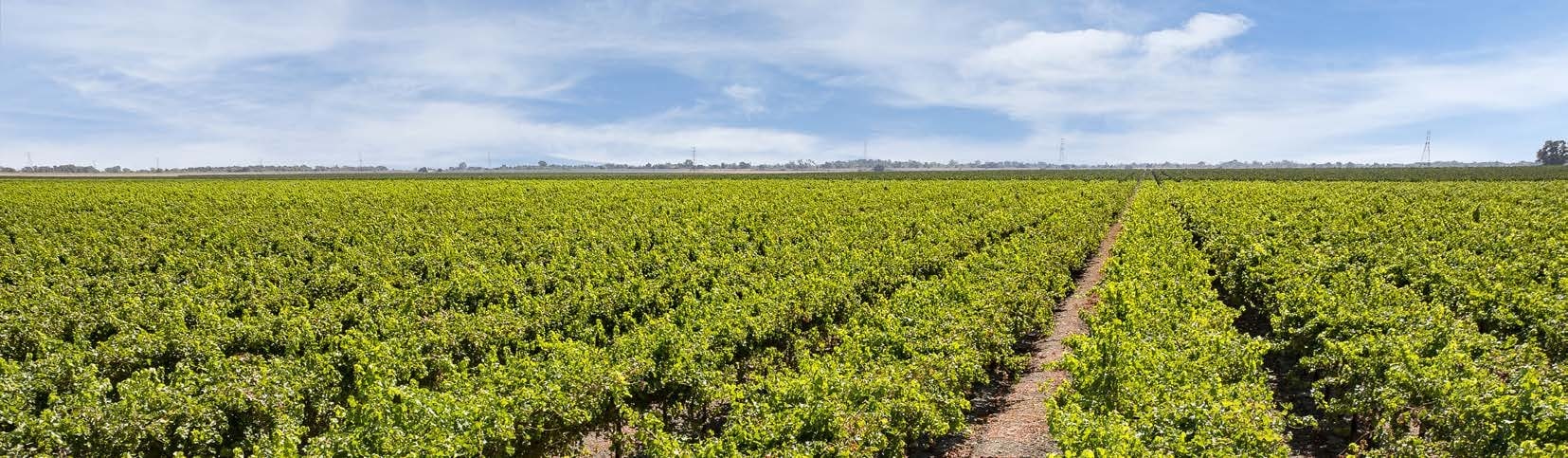 11159 River Rd, Courtland, CA for Sale